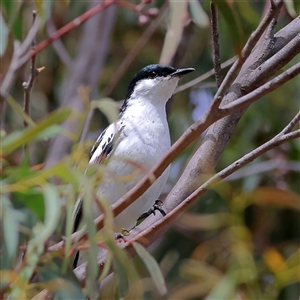 Lalage tricolor at Higgins, ACT - 31 Oct 2025 by MichaelWenke