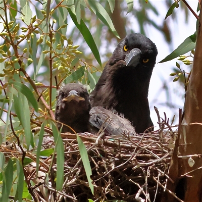 Strepera graculina at  - suppressed by MichaelWenke