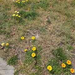 Gazania sp. (A Gazania) at Isaacs, ACT - 31 Oct 2025 by Mike