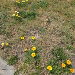 Gazania sp. (A Gazania) at Isaacs, ACT - 31 Oct 2025 by Mike