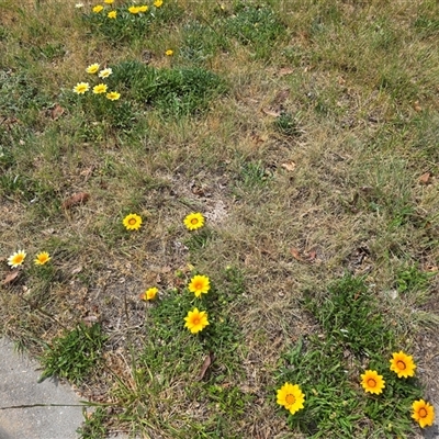 Gazania sp. (A Gazania) at Isaacs, ACT - 31 Oct 2025 by Mike