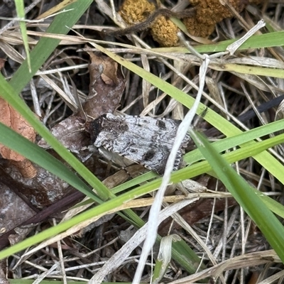 Agrotis porphyricollis (Variable Cutworm) at Lyons, ACT - 31 Oct 2025 by ran452