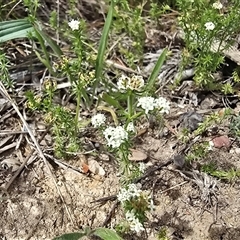 Asperula conferta (Common Woodruff) at Isaacs, ACT - 31 Oct 2025 by Mike