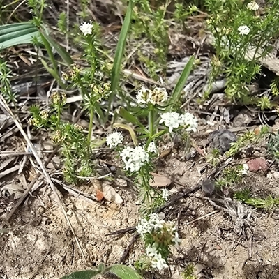 Asperula conferta (Common Woodruff) at Isaacs, ACT - 31 Oct 2025 by Mike