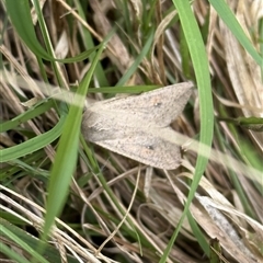 Mythimna (Pseudaletia) convecta (Common Armyworm) at Lyons, ACT - 31 Oct 2025 by ran452