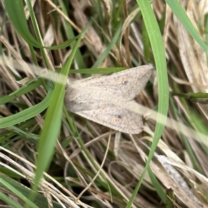 Mythimna (Pseudaletia) convecta (Common Armyworm) at Lyons, ACT - 31 Oct 2025 by ran452