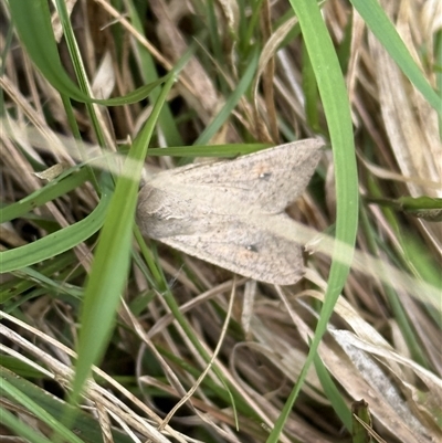 Mythimna (Pseudaletia) convecta (Common Armyworm) at Lyons, ACT - 31 Oct 2025 by ran452