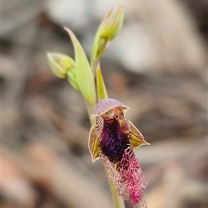 Calochilus robertsonii (Beard Orchid) at Captains Flat, NSW - 31 Oct 2025 by Csteele4