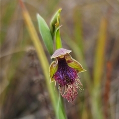 Calochilus robertsonii (Beard Orchid) at Captains Flat, NSW - 31 Oct 2025 by Csteele4