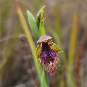 Calochilus robertsonii (Beard Orchid) at Captains Flat, NSW - 31 Oct 2025 by Csteele4