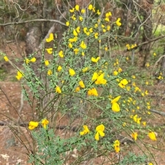 Cytisus scoparius subsp. scoparius (Scotch Broom, Broom, English Broom) at Isaacs, ACT - 31 Oct 2025 by Mike