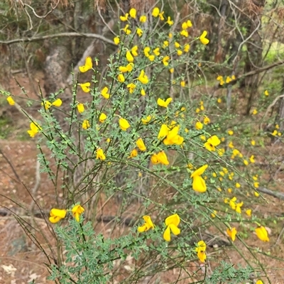 Cytisus scoparius subsp. scoparius (Scotch Broom, Broom, English Broom) at Isaacs, ACT - 31 Oct 2025 by Mike
