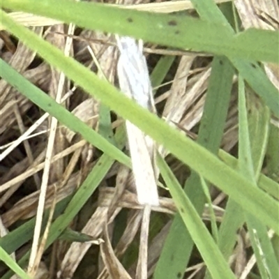 Pyraloidea (unidentified Pyraloid moth) at Lyons, ACT - 31 Oct 2025 by ran452