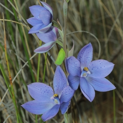 Thelymitra ixioides (Dotted Sun Orchid) at  - suppressed by Csteele4