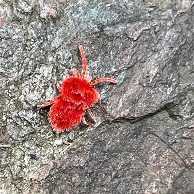 Trombidiidae (family) (Red velvet mite) at Paddys River, ACT - 31 Oct 2025 by Mavis