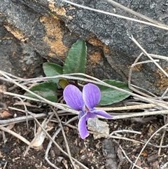 Viola betonicifolia subsp. betonicifolia (Arrow-Leaved Violet) at Cotter River, ACT - 31 Oct 2025 by Mavis