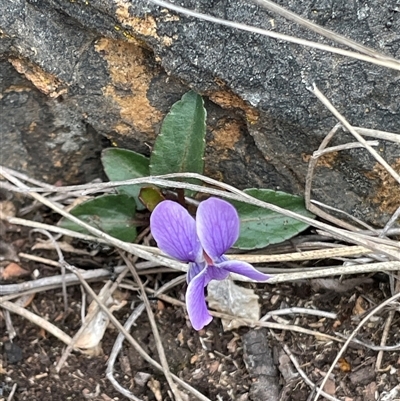 Viola betonicifolia subsp. betonicifolia (Arrow-Leaved Violet) at Cotter River, ACT - 31 Oct 2025 by Mavis