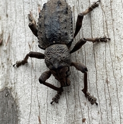 Acantholophus sp. (genus) at Paddys River, ACT - 31 Oct 2025 by Mavis