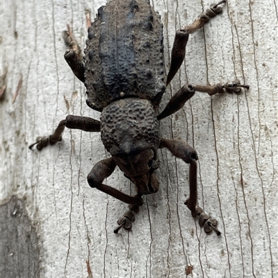 Acantholophus sp. (genus) at Paddys River, ACT - 31 Oct 2025 by Mavis