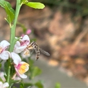 Syrphidae (family) (Unidentified Hover fly) at Michelago, NSW - 31 Oct 2025 by Nockels