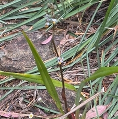 Dianella (genus) (Flax Lily) at Michelago, NSW - 31 Oct 2025 by Nockels