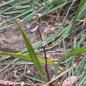 Dianella (genus) (Flax Lily) at Michelago, NSW - 31 Oct 2025 by Nockels