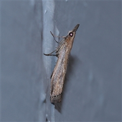 Faveria tritalis (Couchgrass Webworm) at Turner, ACT - 30 Oct 2025 by ConBoekel