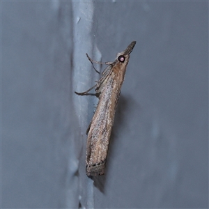 Faveria tritalis (Couchgrass Webworm) at Turner, ACT - 30 Oct 2025 by ConBoekel