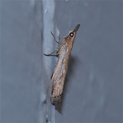 Faveria tritalis (Couchgrass Webworm) at Turner, ACT - 30 Oct 2025 by ConBoekel