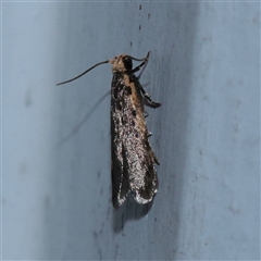 Hoplostega ochroma (a Eulechria Group moth) at Turner, ACT - 30 Oct 2025 by ConBoekel