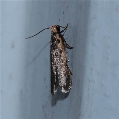 Hoplostega ochroma (a Eulechria Group moth) at Turner, ACT - 30 Oct 2025 by ConBoekel