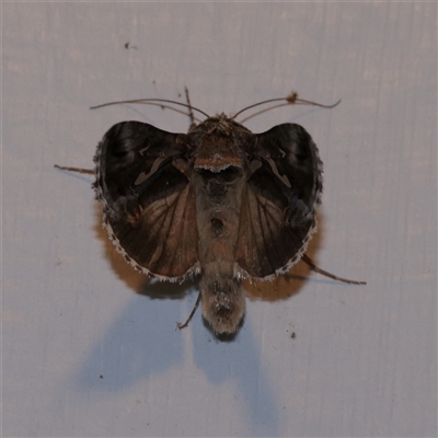 Chrysodeixis argentifera (Tobacco Looper) at Turner, ACT - 30 Oct 2025 by ConBoekel