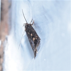 Barea codrella at Turner, ACT - 30 Oct 2025 by ConBoekel