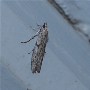 Homoeosoma vagella (Macadamia Flower Caterpillar) at Turner, ACT - 30 Oct 2025 by ConBoekel