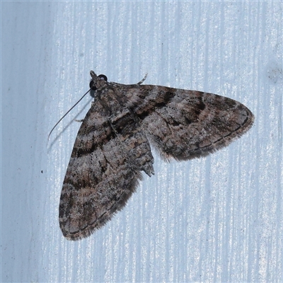 Phrissogonus laticostata (Apple Looper Moth) at Turner, ACT - 30 Oct 2025 by ConBoekel