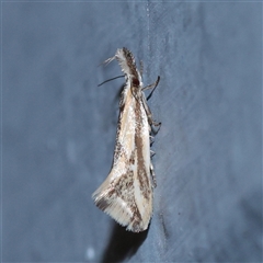 Thema macroscia (A Concealer moth (Chezala group) at Turner, ACT - 30 Oct 2025 by ConBoekel
