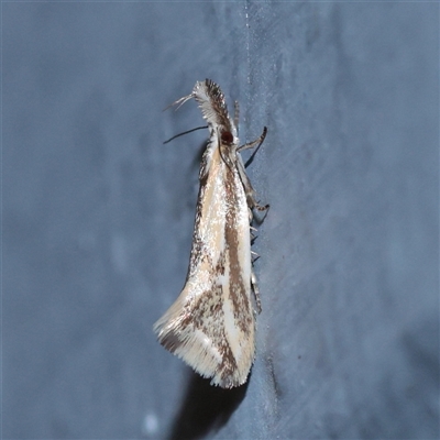 Thema macroscia (A Concealer moth (Chezala group) at Turner, ACT - 30 Oct 2025 by ConBoekel
