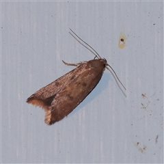 Tachystola acroxantha (A Concealer moth) at Turner, ACT - 30 Oct 2025 by ConBoekel