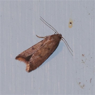 Tachystola acroxantha (A Concealer moth) at Turner, ACT - 30 Oct 2025 by ConBoekel