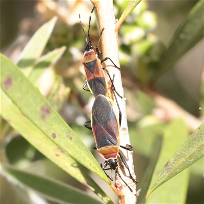 Dindymus versicolor (Harlequin Bug) at Turner, ACT - 31 Oct 2025 by ConBoekel