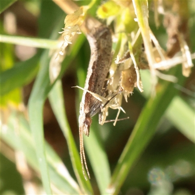 Plutella xylostella (Diamondback Moth) at Turner, ACT - 31 Oct 2025 by ConBoekel