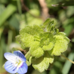 Veronica persica (Creeping Speedwell) at Turner, ACT - 31 Oct 2025 by ConBoekel