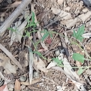 Unverified Other Shrub at Lyneham, ACT - 3 Oct 2025 by KateLynehamNR