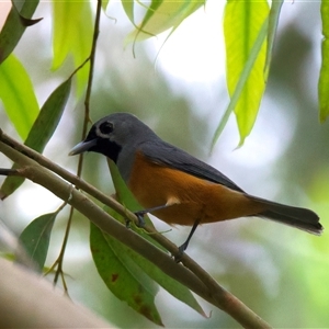Monarcha melanopsis at Bulli, NSW - 25 Oct 2025 by jb2602