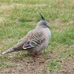 Ocyphaps lophotes (Crested Pigeon) at Parkes, ACT - 28 Oct 2025 by AlisonMilton