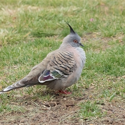 Ocyphaps lophotes (Crested Pigeon) at Parkes, ACT - 28 Oct 2025 by AlisonMilton