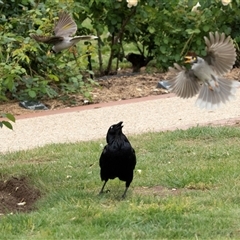 Corvus coronoides at Parkes, ACT - 28 Oct 2025 by AlisonMilton