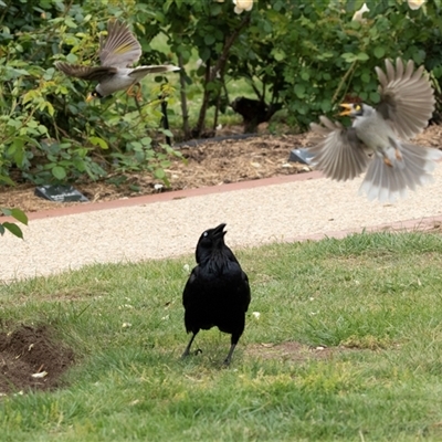 Corvus coronoides at Parkes, ACT - 28 Oct 2025 by AlisonMilton