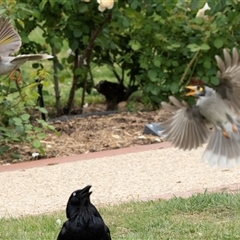 Manorina melanocephala at Parkes, ACT - 28 Oct 2025 by AlisonMilton