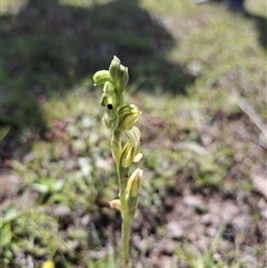Hymenochilus bicolor (ACT) = Pterostylis bicolor (NSW) (Black-tip Greenhood) at Throsby, ACT - 30 Oct 2025 by mlech